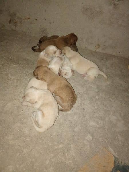 8 puppies 1 female 1 male 1