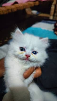 White persion cat Odd eyes