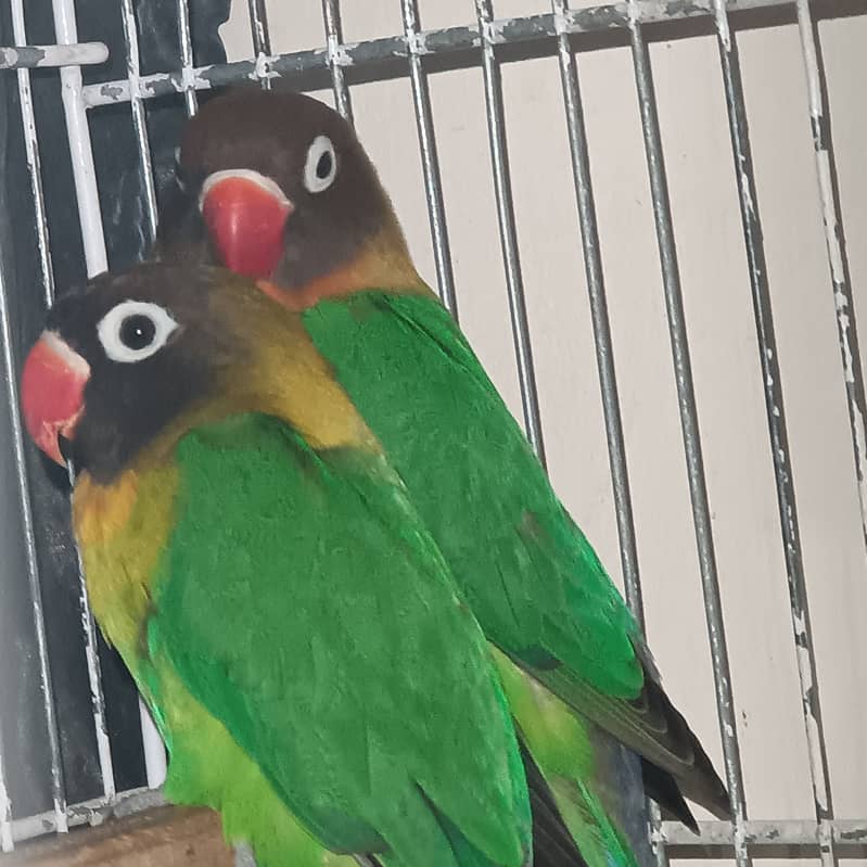 love birds 5