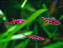 I Need chili rasboras or other nano variety planted tank fish