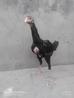 Pure Thai and Shamo ki breed