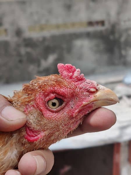 mian wali male and female. kamlia female 2