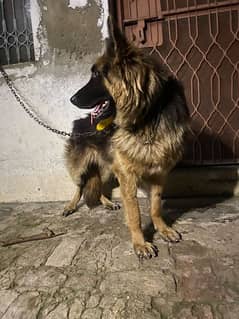 German shepherd