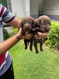 British labrador male/female puppies available for sale 0