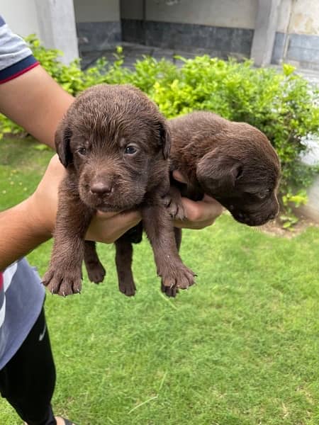 British labrador male/female puppies available for sale 1