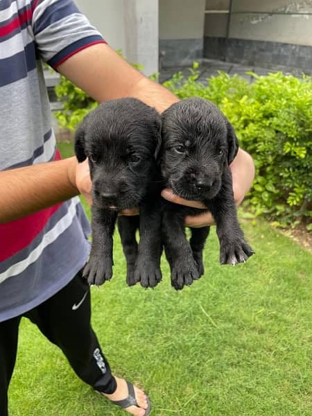 British labrador male/female puppies available for sale 2