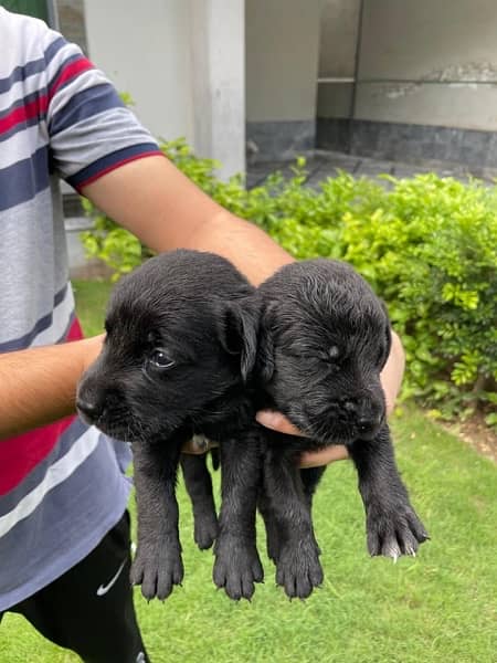 British labrador male/female puppies available for sale 3