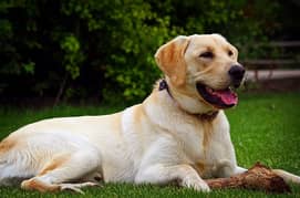 Labrador