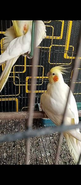 zebra finch and cocktails 7