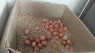 Non Fertile Eggs Of Lohamann Brown and black