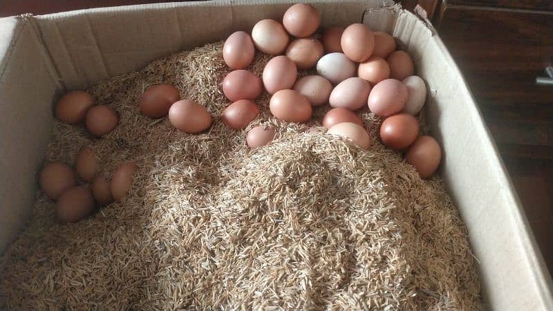 Non Fertile Eggs Of Lohamann Brown and black 0