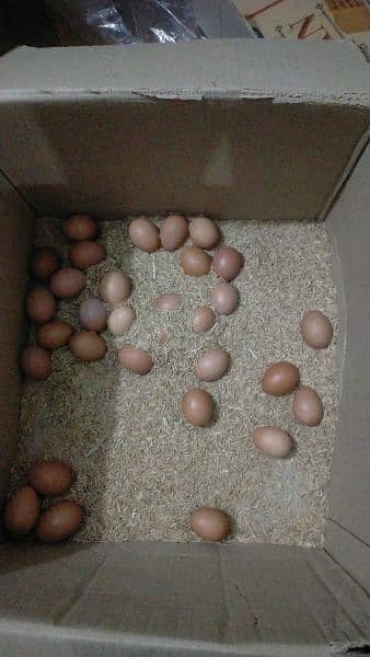 Non Fertile Eggs Of Lohamann Brown and black 2