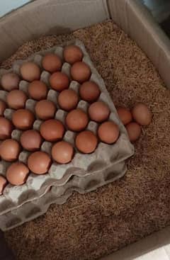 Non Fertile Eggs Of Lohamann Brown and black