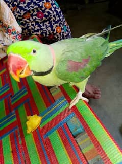 parot