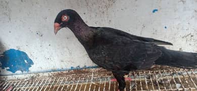 black danish indian pair fimale 2 king black male