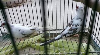 Pied doves 0