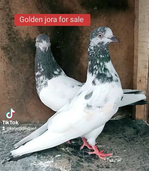 Teddy Golden kalduma sialkoti pair available 2