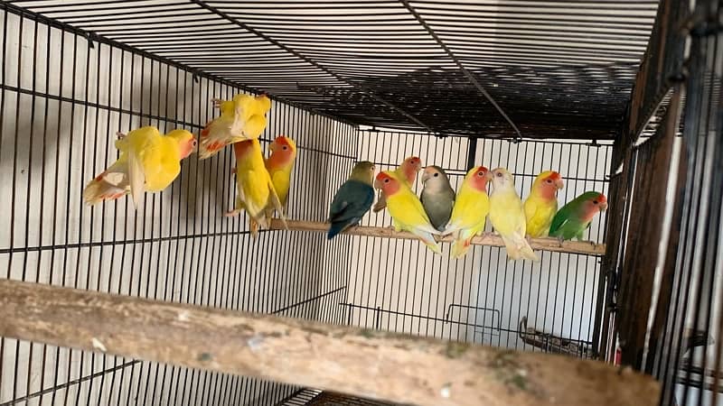 Common lotino Breeder pairs 0