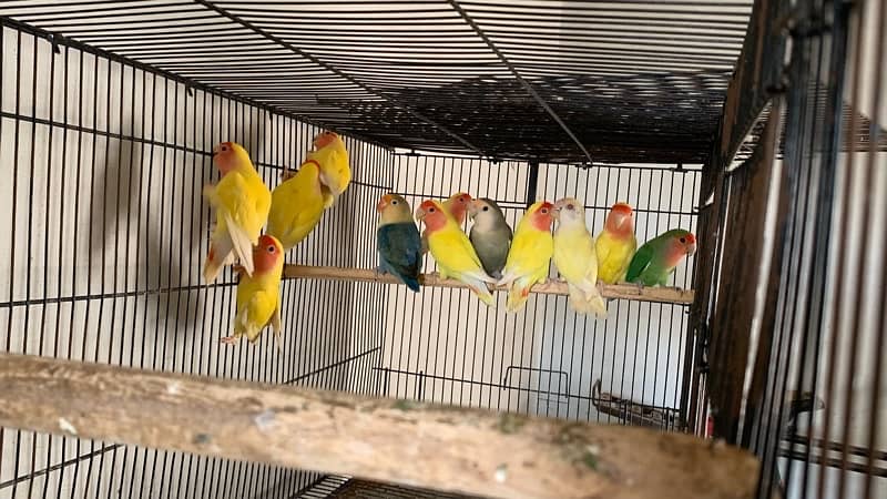 Common lotino Breeder pairs 2