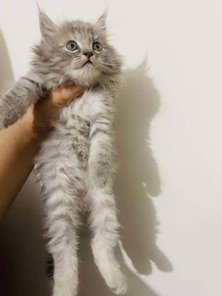 Persian Cats Available 03207679060 Whattsapp Contact me 1