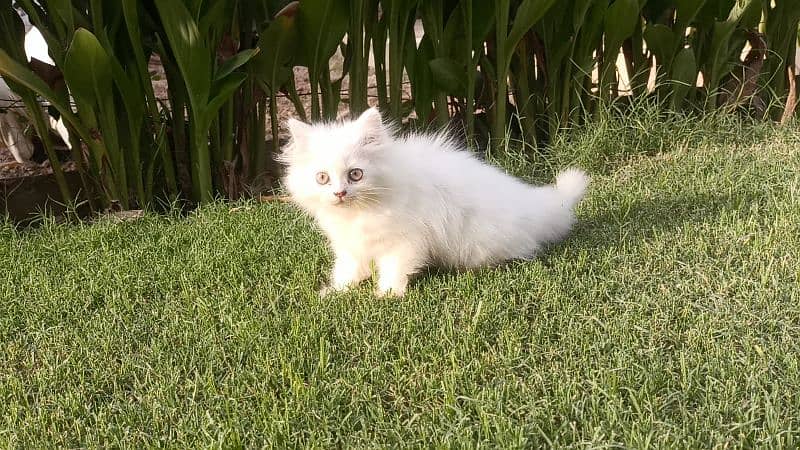 punch face , triple coat Persian cat kittens 0