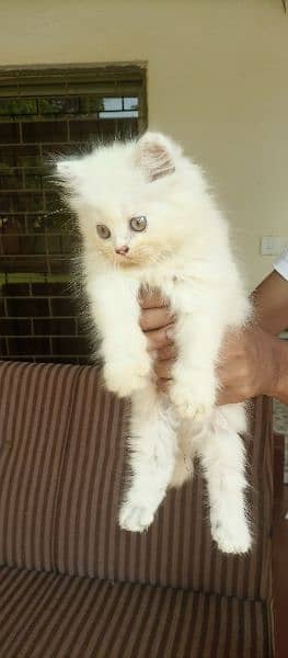 punch face , triple coat Persian cat kittens 2