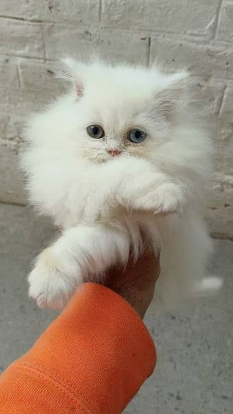 punch face , triple coat Persian cat kittens 3