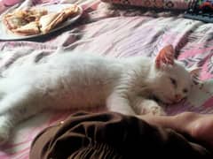 white kitten