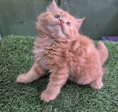 Triple coat Persian Kitten