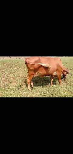 cow