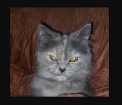 Grey female cat pure (Persian) , 1 year age 0