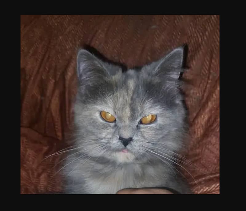 Grey female cat pure (Persian) , 1 year age 1