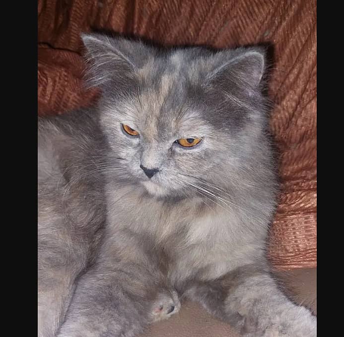 Grey female cat pure (Persian) , 1 year age 0