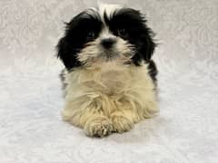 shihtzu