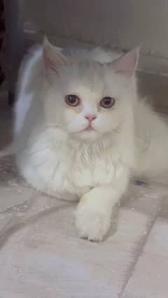 persian cat