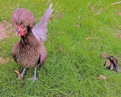 silver(grey) polish hen 0