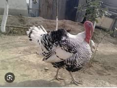 Excellent quality breeder turkey