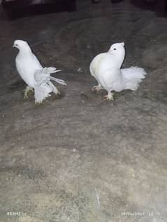 American white faintail lakkay kabootatr for sale breeder pair