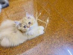 Persian Cats Available 03207679060 Whattsapp Contact me