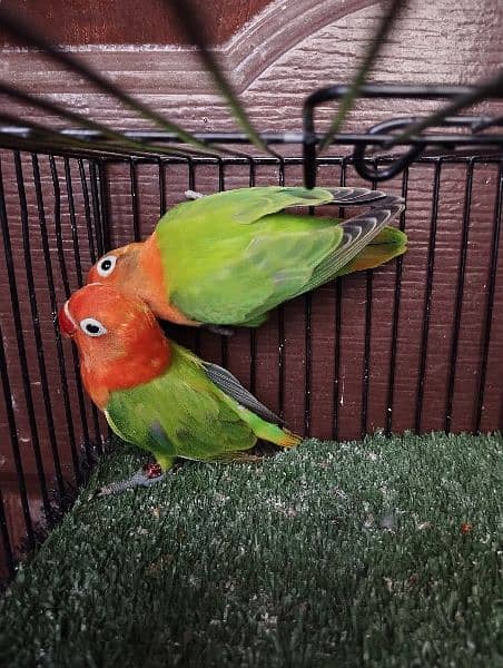 Green opaline opline lovebird love bird fisher parrot ficher too 1