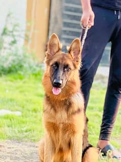 German shepherd 6 months top breed