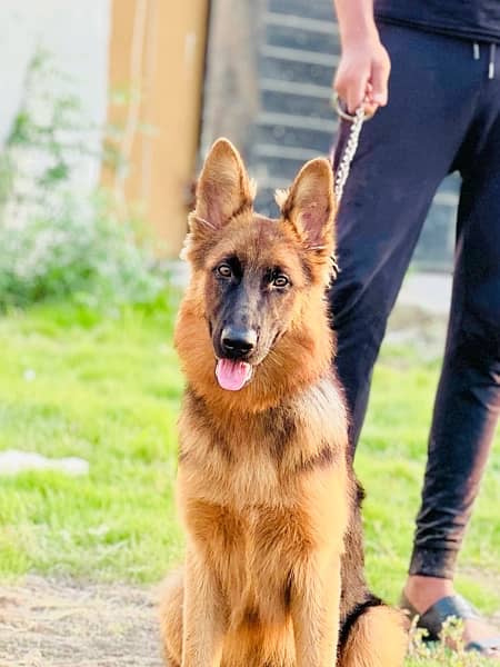 German shepherd 6 months top breed 0