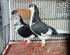 Fancy Sherazi kabuter 100% Breder pair For sale