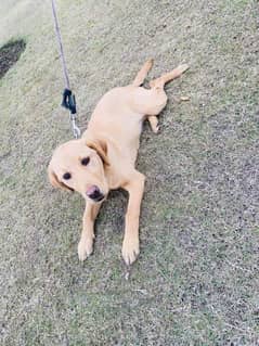 Labrador female dog