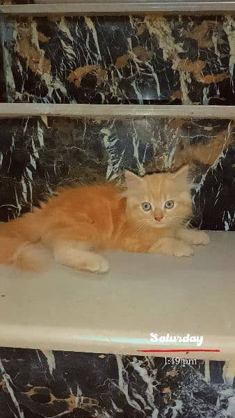 Persian kittens triple coat 3