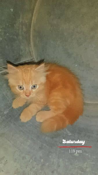 Persian kittens triple coat 4