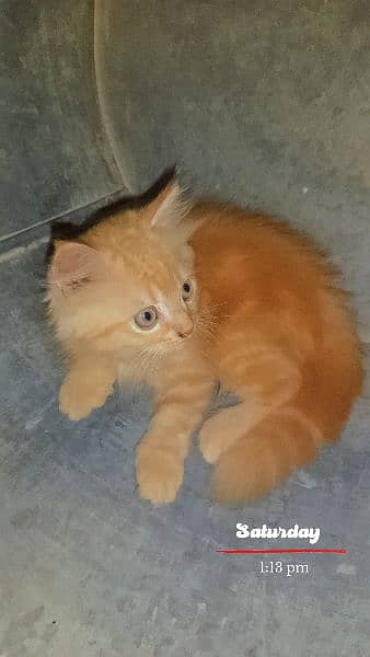 Persian kittens triple coat 5