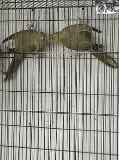 olive Ringneck patthay pair for sale and exchange