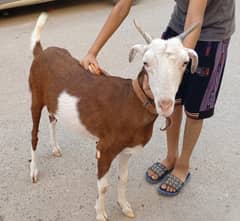 Fresh Cross (almost 1 month. ) Abluck and Gulabi Teddy Bakri. .