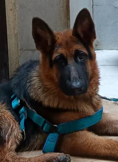 German shepherd available for stud and mating Not for sale